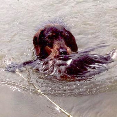Cora beim Wasserapport!