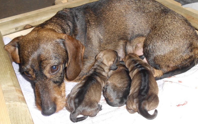 C-Wurf vom Hellweg C-Wurf vom Hellweg