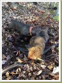 Alma als fleißiger Bauhund. Alma als fleißiger Bauhund.