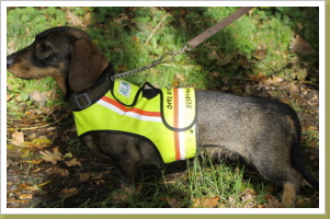 Alma nach bestandener Vielseitigkeitsprüfung! Alma nach bestandener Vielseitigkeitsprüfung!