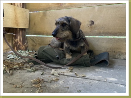 Edda beim Ansitz Edda beim Ansitz