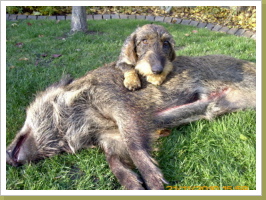 Anton mit Wildschwein Anton mit Wildschwein