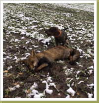 Die Jagd in der Strohburg war erfolgreich! Die Jagd in der Strohburg war erfolgreich!
