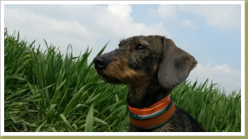 Alma hat die Spurlautprüfung im I. Preis bestanden! Alma hat die Spurlautprüfung im I. Preis bestanden!