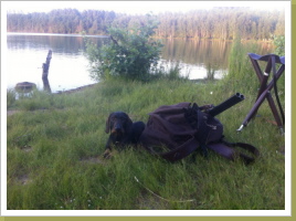 Warten auf Herrchen. Warten auf Herrchen.