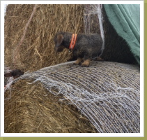 Edda bei der Arbeit. Edda bei der Arbeit.