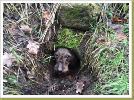 Edda nach erfolgreich gesprengtem Fuchs. Edda nach erfolgreich gesprengtem Fuchs.