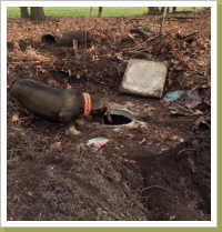 Vorbereitungen für die Baujagd. Vorbereitungen für die Baujagd.