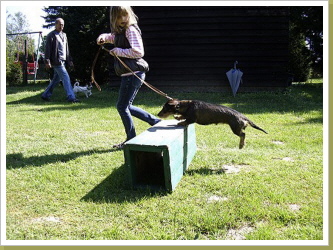 üben für den Begleithundelehrgang