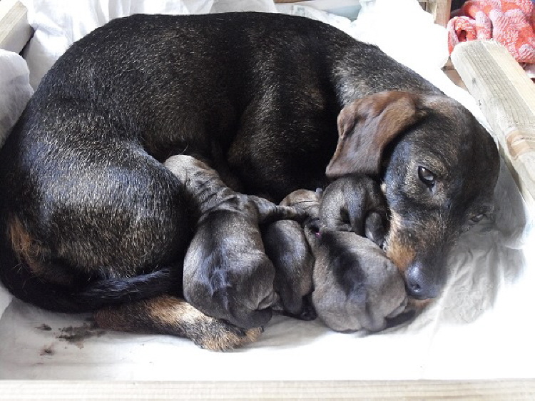 B-Wurf vom Hellweg B-Wurf vom Hellweg